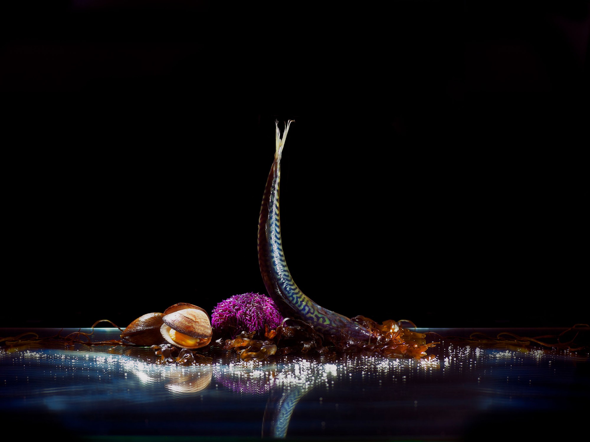 Photographie d'ambiance autour du poisson, studio à Lyon par Julien Bouvier